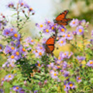 Meet your Posher, Alexa